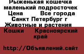 Рыженькая кошечка маленький подросточек › Цена ­ 10 - Все города, Санкт-Петербург г. Животные и растения » Кошки   . Красноярский край